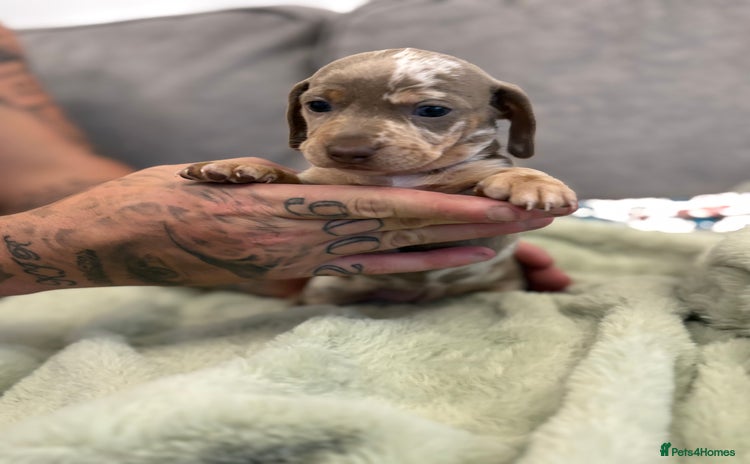 Miniature Dachshund dogs - Advert 2