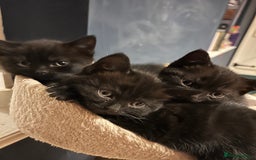 British Shorthair cats for sale: Black BSH x kittens  - Image 2