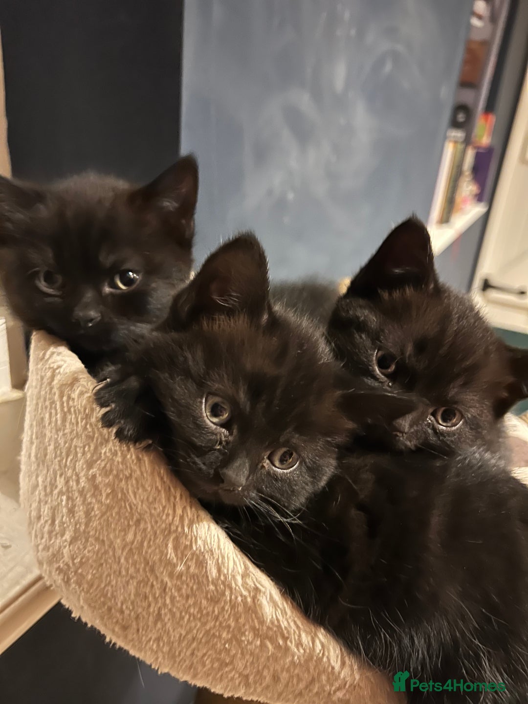 British Shorthair cats for sale: Black BSH x kittens  - Image 2