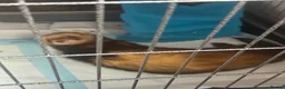 Ferret rodents for sale: Tame male ferret for a loving home - Advert 4