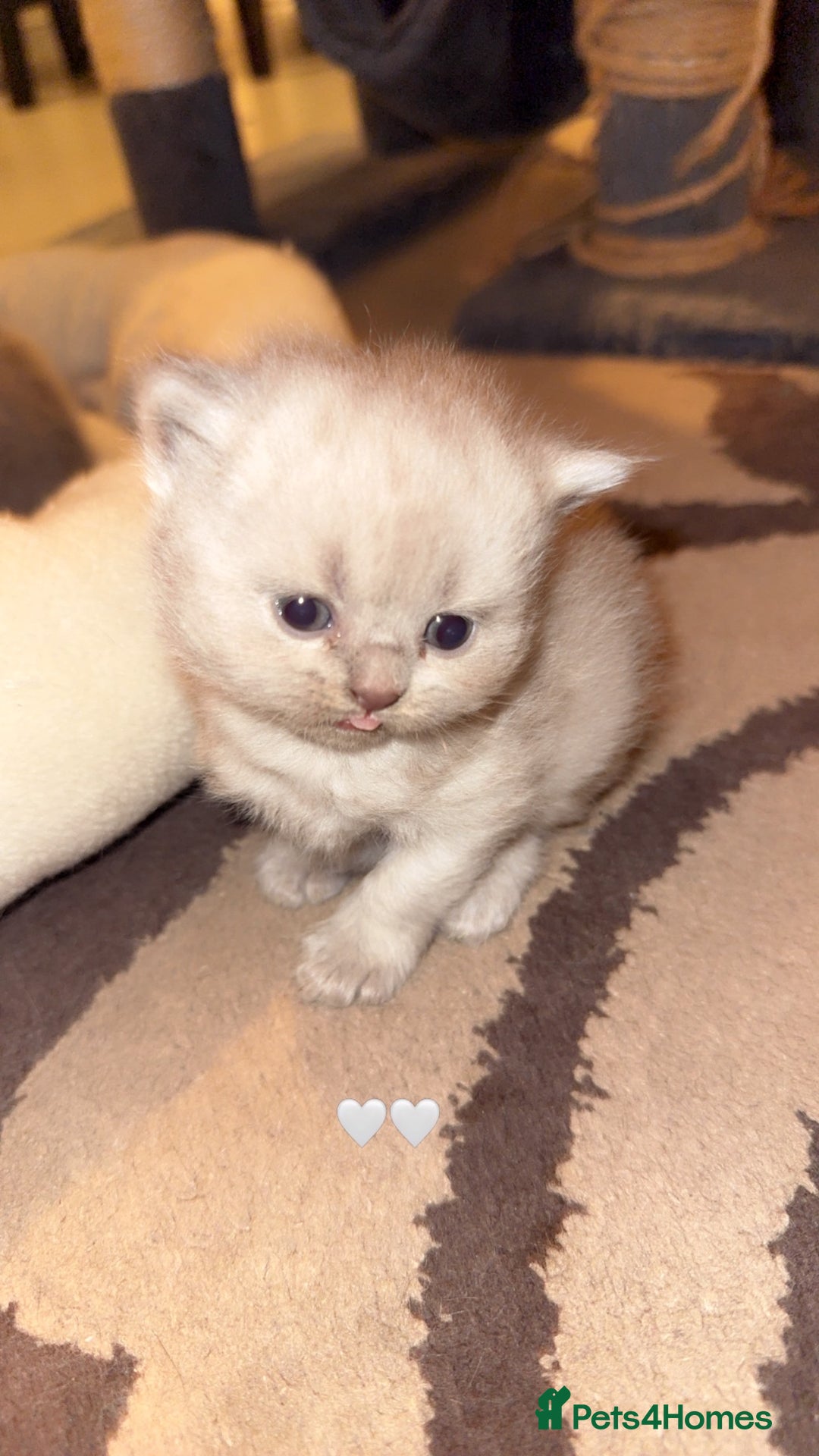British Shorthair cats for sale: British short hair kittens  - Advert 11