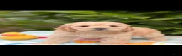 Cockapoo dogs for sale: 🌸 READY NOW SHOW QUALITY TOY F1 COCKERPOOS 🌸 - Advert 19