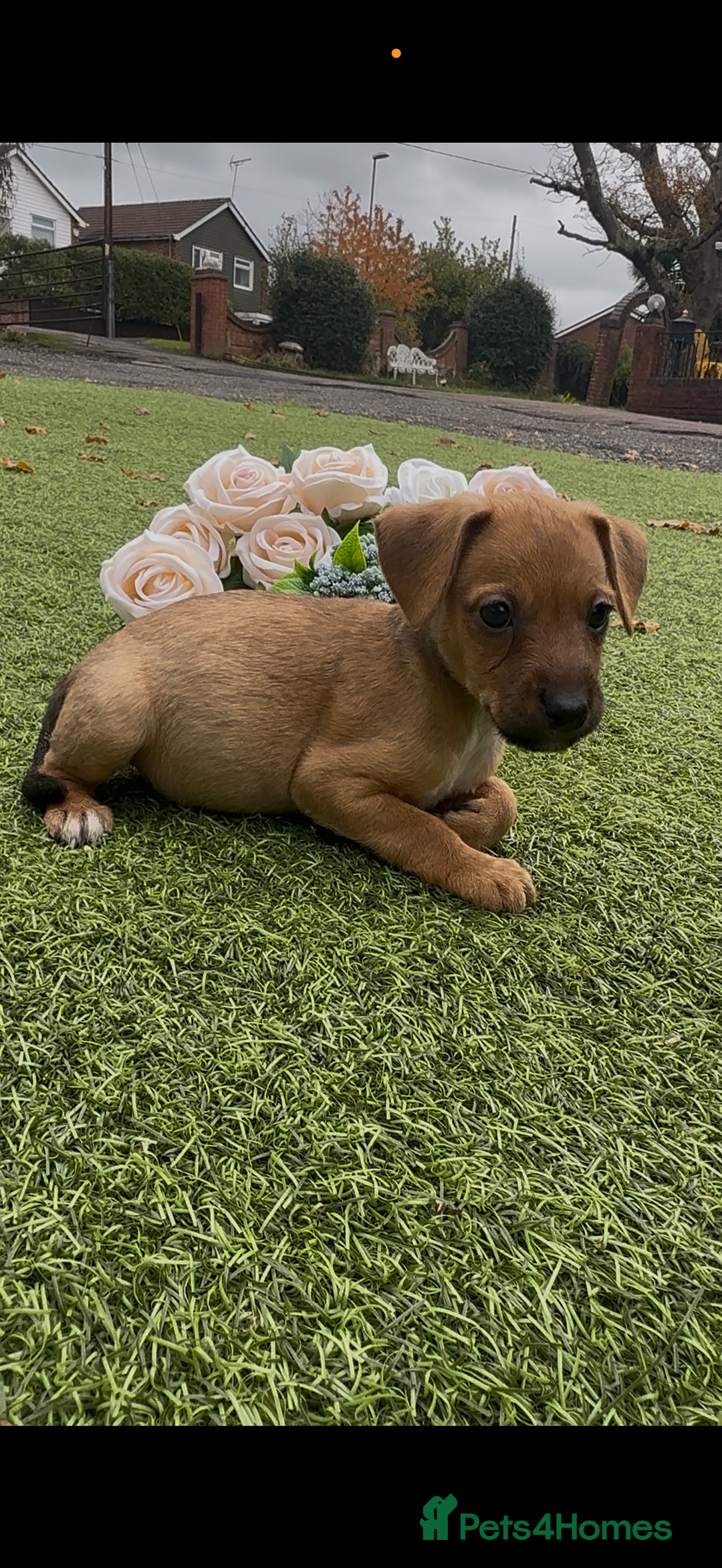 Jack Russell dogs for sale: Tri coloured Jack Russel pups  - Advert 7