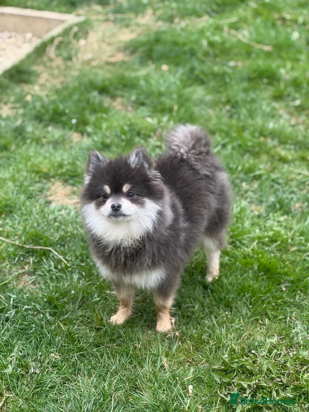 Pomeranian dogs for stud: Stunning KC Reg blue and tan Pom at Stud  in Ripon - Advert 6