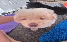 Chow Chow dogs for sale: Last 2 Beautiful chow chow puppies - Image 33