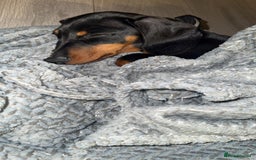 Dachshund dogs for sale: Dachshund  - Image 2