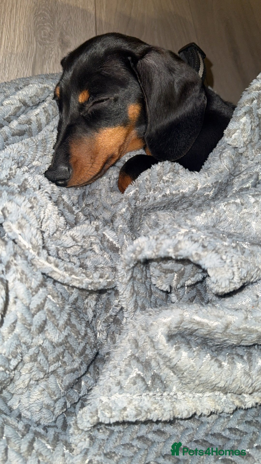 Dachshund dogs for sale: Dachshund  - Image 2