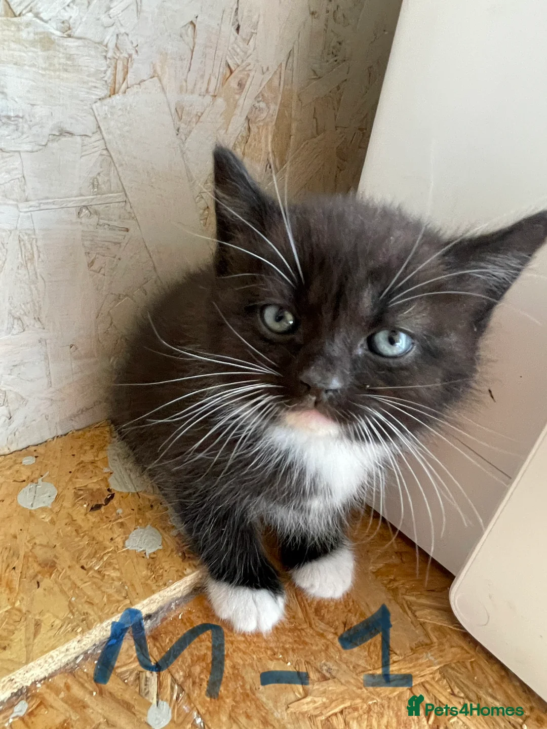 Mixed Breed cats for sale: Pure british shorthair Mother kittens - Advert 2