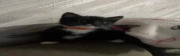 Ojos Azules cats for sale: Beautiful kittens  - Advert 4