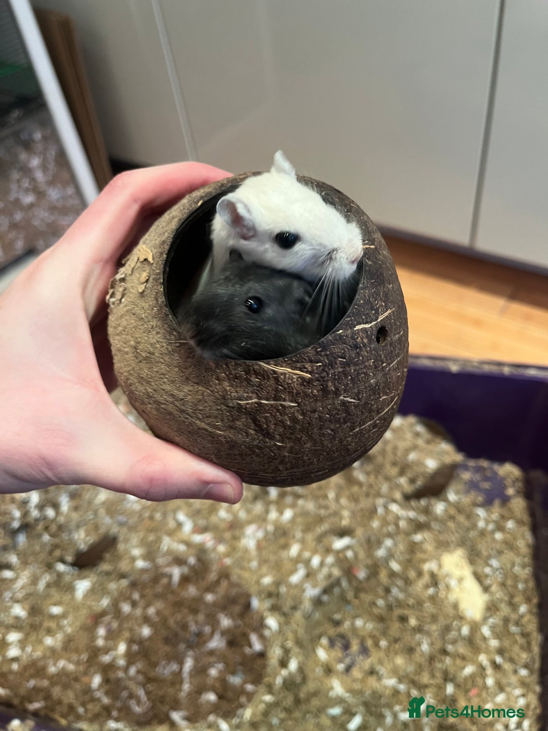 Gerbil rodents for sale: 2 gerbils for sale, in LONDON - Advert 1