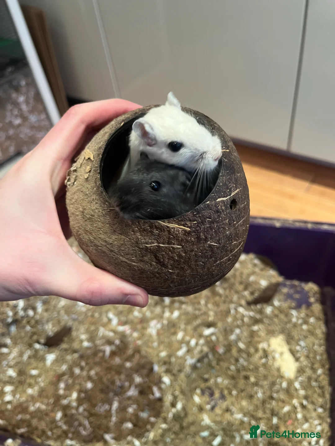 Gerbil rodents for sale: 2 gerbils for sale, in LONDON - Advert 1