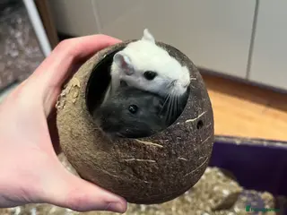 Gerbil rodents 2 gerbils for sale, in LONDON - Advert 17