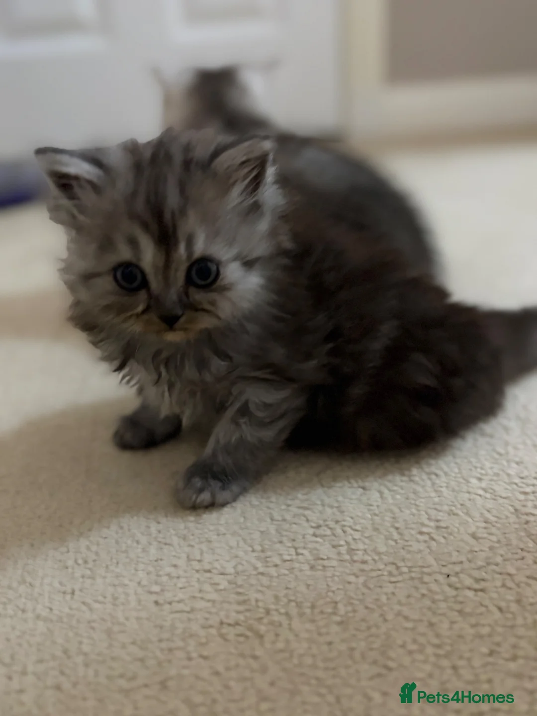 Persian cats for sale: British Persians  - Advert 2