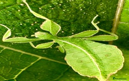 Stick Insects invertebrates for sale: Phyllium philippinicum nymphs (leaf insects) - Image 3