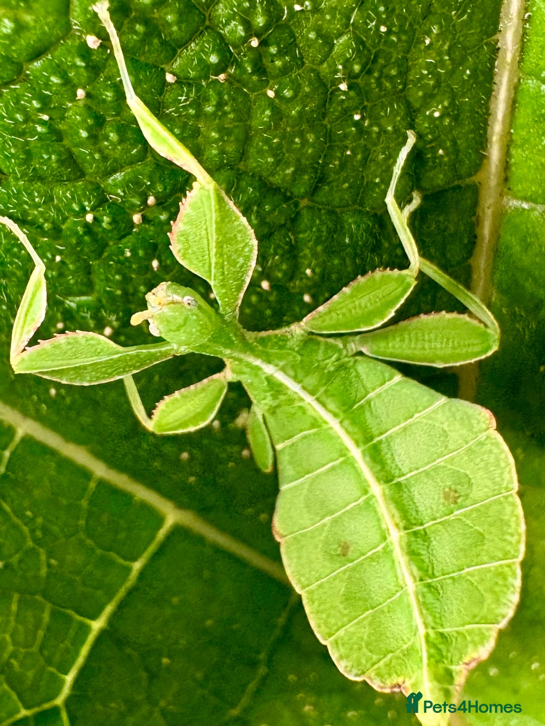 Stick Insects invertebrates for sale: Phyllium philippinicum nymphs (leaf insects) - Image 3