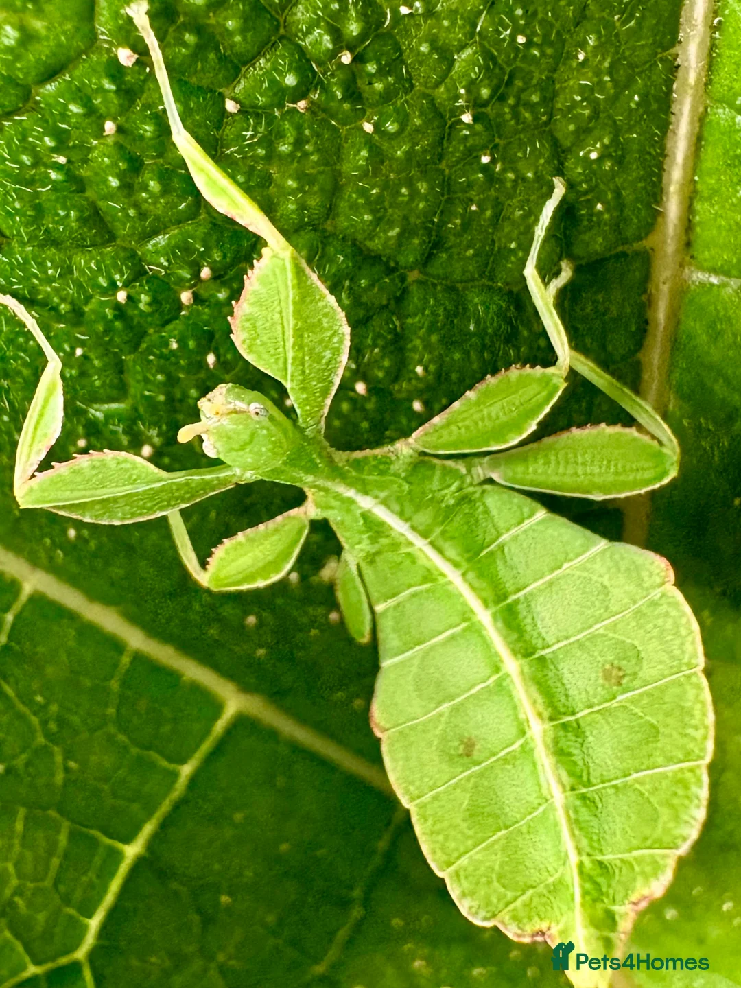 Stick Insects invertebrates for sale: Phyllium philippinicum nymphs (leaf insects) - Advert 3