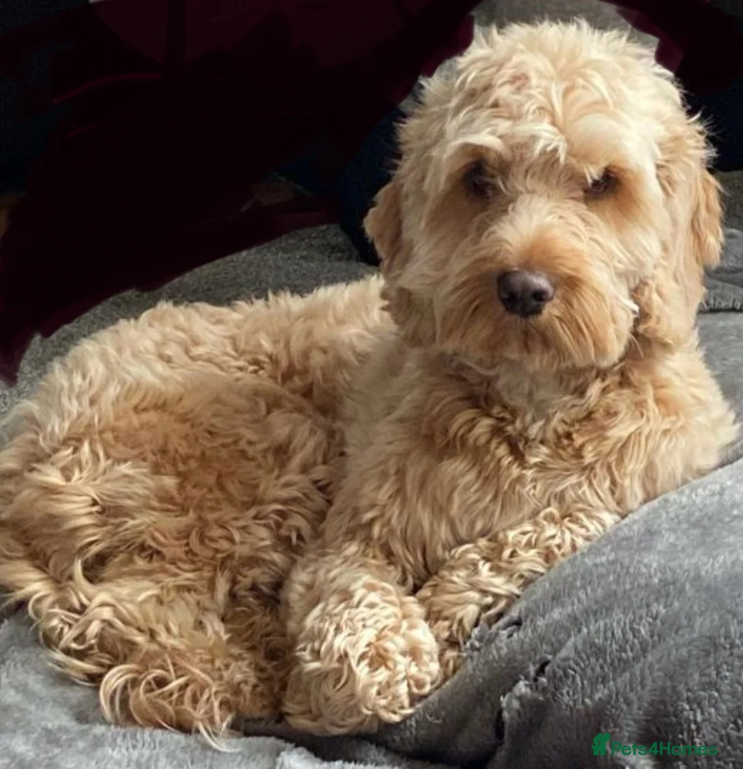 Cockapoo dogs for sale: COCKAPOO PUPPIES - Advert 1