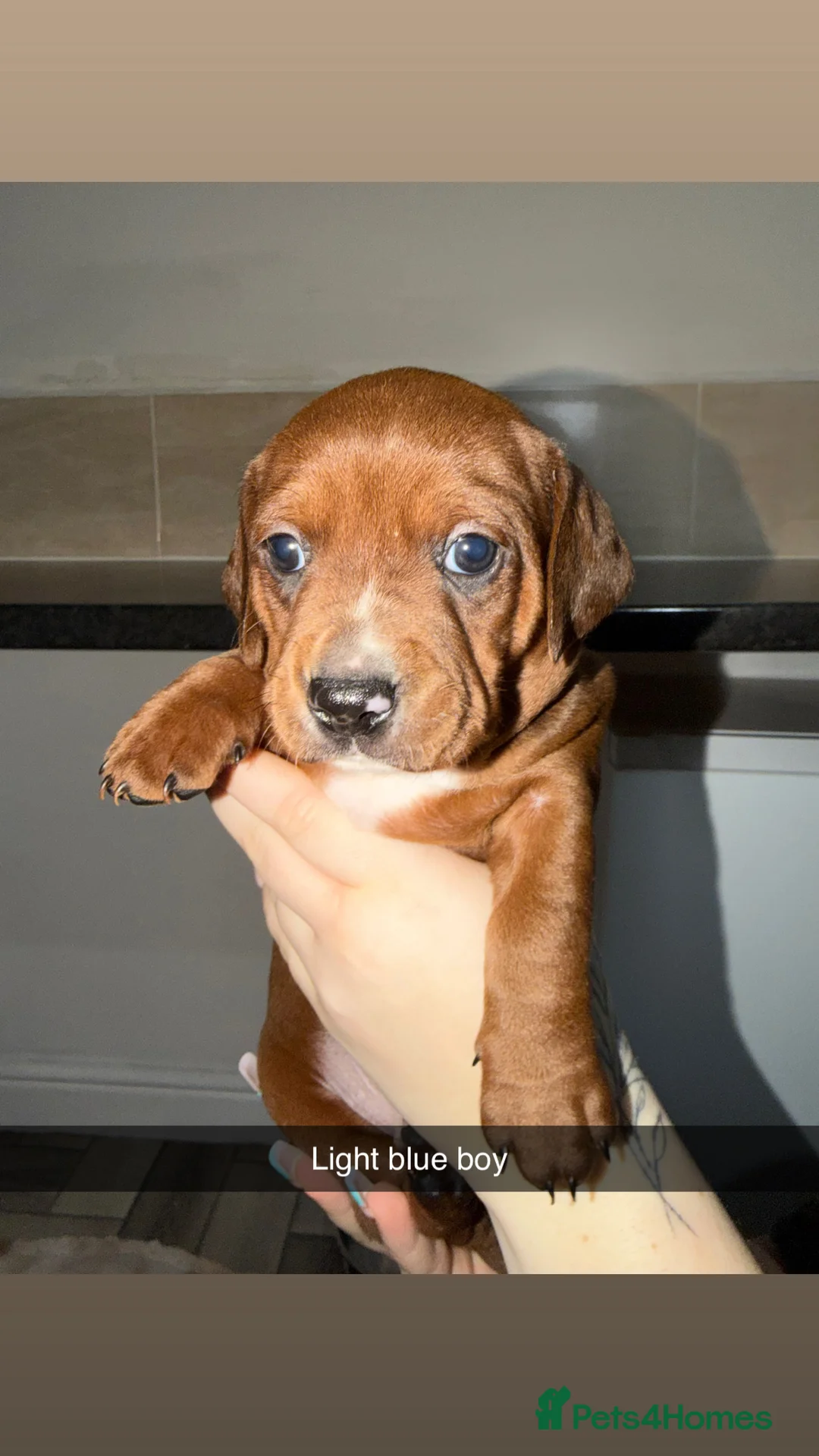 Mixed Breed dogs for sale: Staffy/miniature dachshund pups  - Advert 10