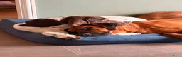Rhodesian Ridgeback dogs for sale: KC Registered Rhodesian Ridgeback Litter - Advert 7