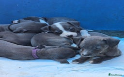 Mixed Breed dogs for sale: Italian Greyhound x Whippet puppies - Image 5