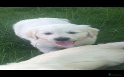 Golden Retriever dogs for sale: KC Golden Retrievers  - Image 4