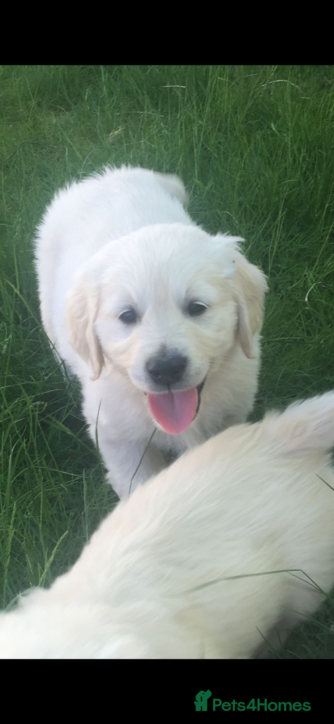 Golden Retriever dogs for sale: KC Golden Retrievers  - Image 4