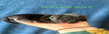 Boy - Green collar