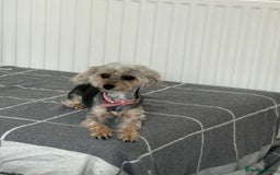 Mixed Breed dogs for sale: Poodle-Puff - Image 7