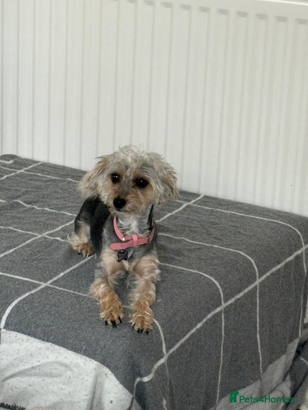 Mixed Breed dogs for sale: Poodle-Puff - Image 7