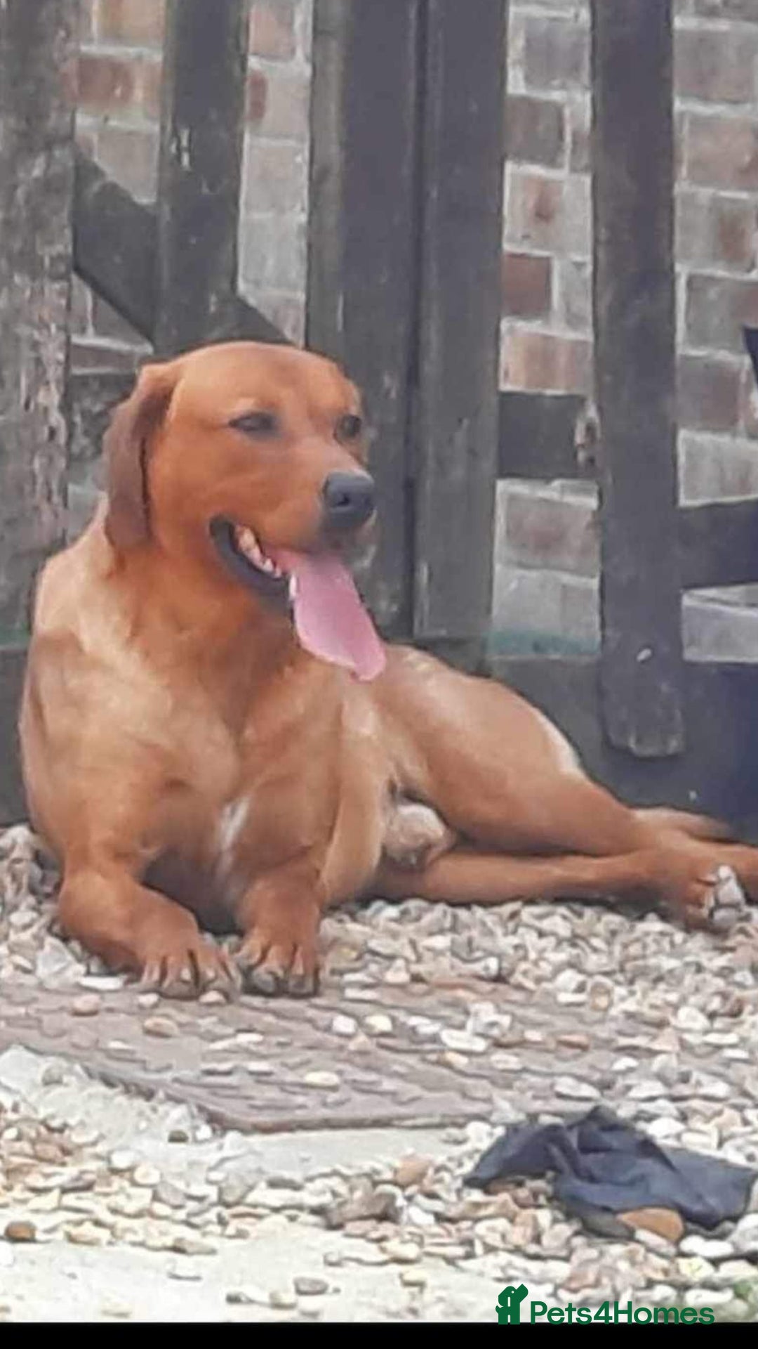 Labrador Retriever dogs for sale: Stunning litter of KC FOX RED PUPPYS  - Advert 10