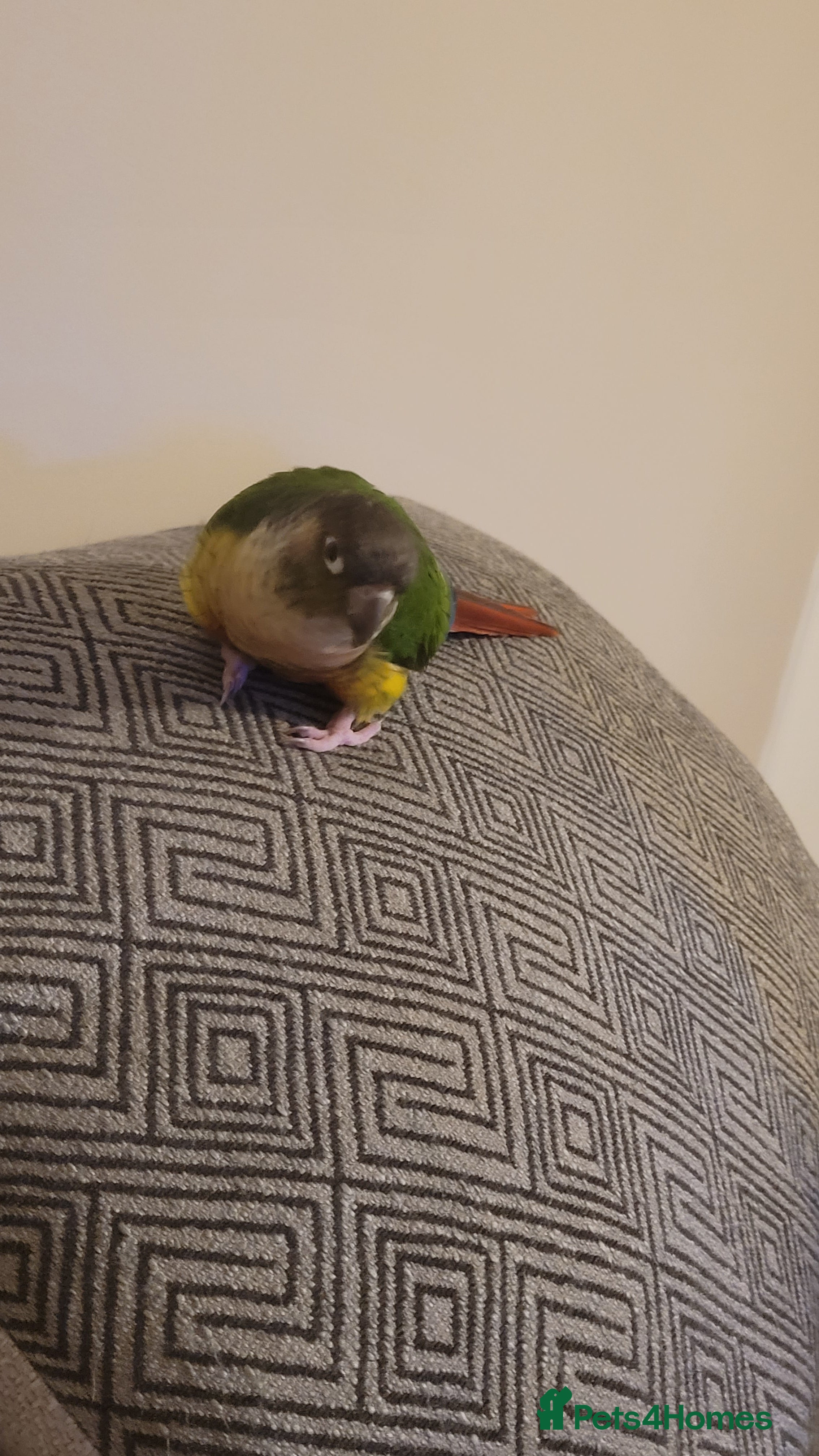 Conures birds Male yellow sided green cheek conure . in Saffron Walden - Advert 2