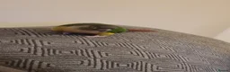Conures birds for sale: Male yellow sided green cheek conure . in Saffron Walden - Advert 1