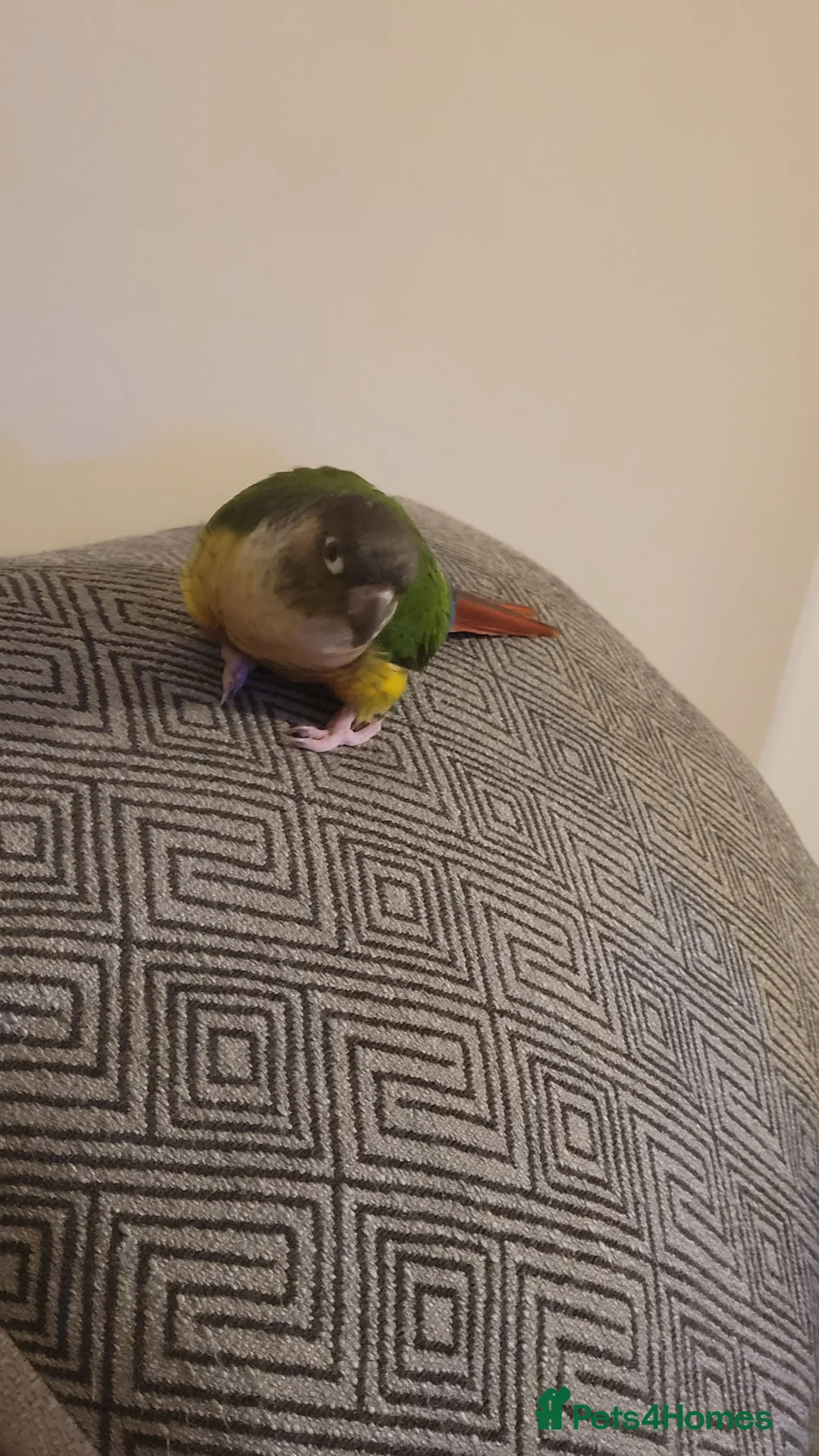 Conures birds for sale: Male yellow sided green cheek conure . in Saffron Walden - Advert 1