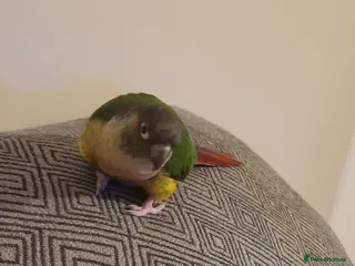 Conures birds Male yellow sided green cheek conure . in Saffron Walden - Advert 2