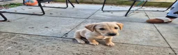 Labradoodle dogs for sale: Labrador cross puppies - Advert 4