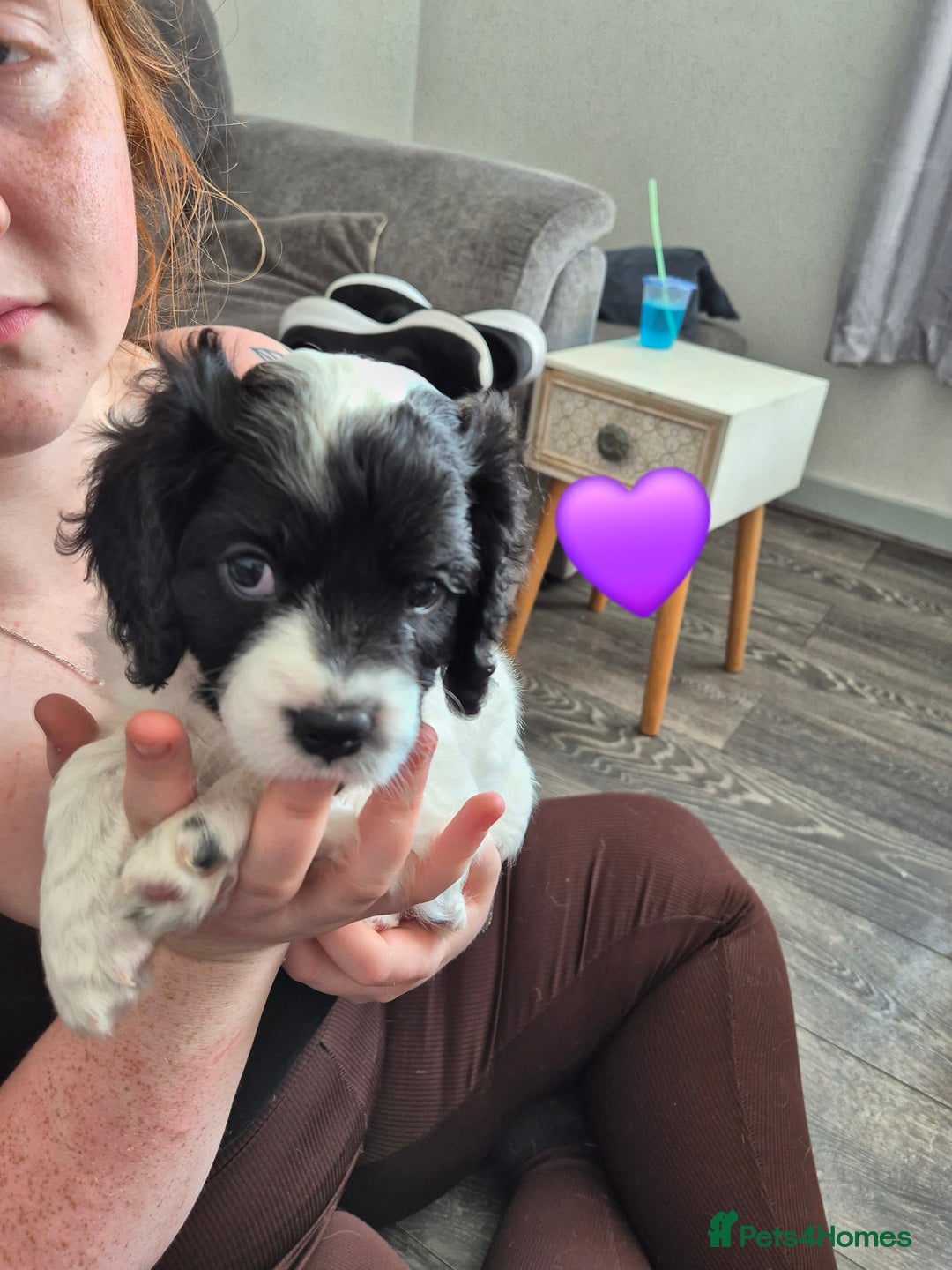 Cockalier dogs for sale: Cavalier king Charles spaniel x cocker spaniel  - Image 3