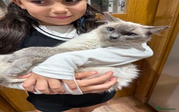 Ragdoll cats for sale: Stunning Ragdoll Kittens Ready soon - Image 12