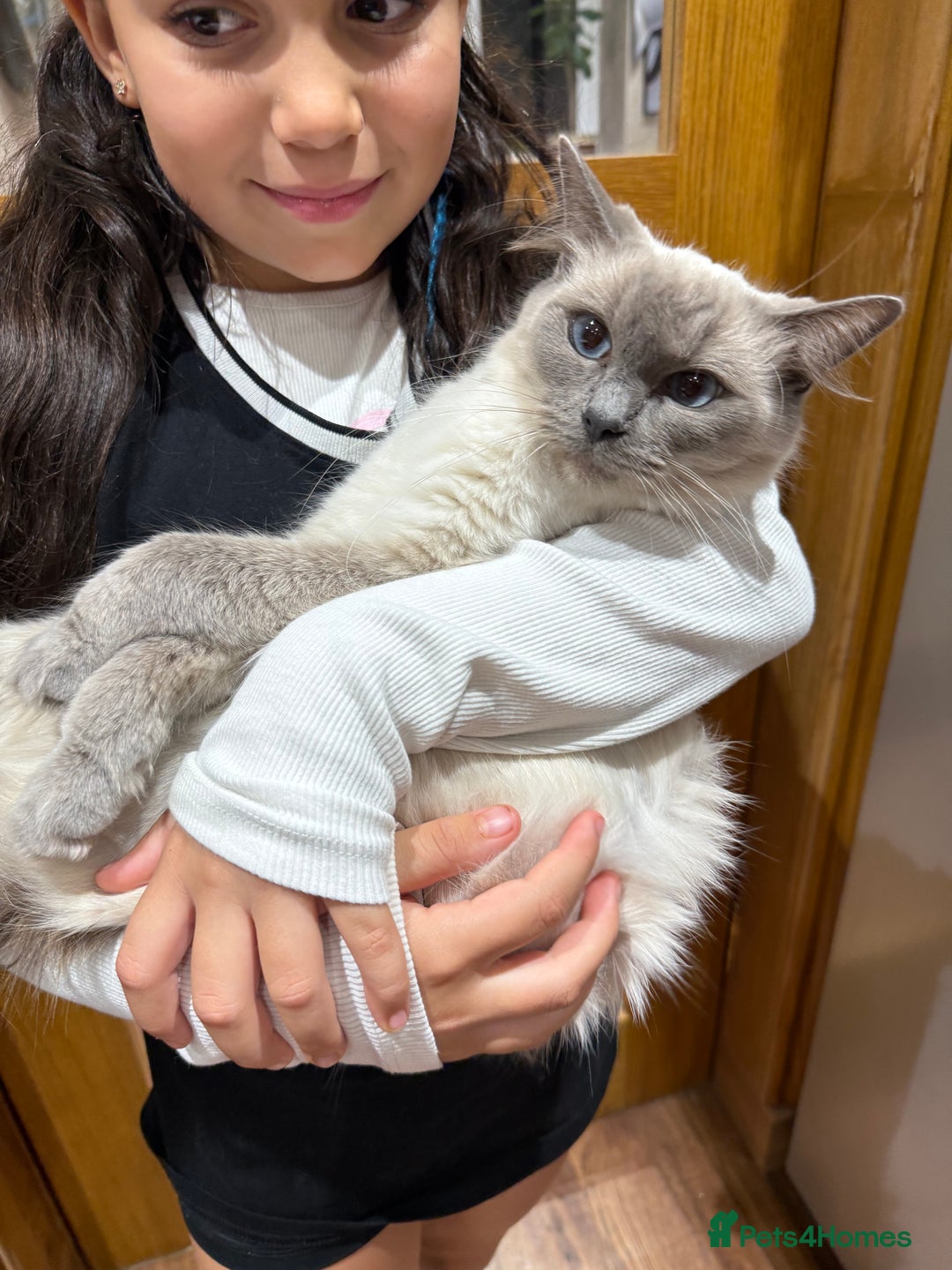 Ragdoll cats for sale: Stunning Ragdoll Kittens Ready soon - Image 12