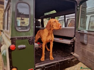 Hungarian Vizsla dogs - Advert 1