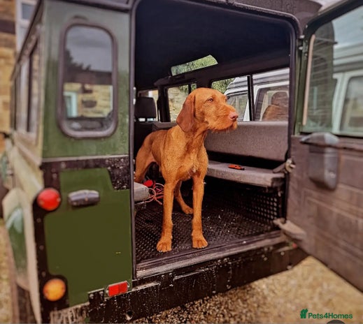 Hungarian Vizsla dogs - Advert 1