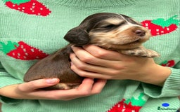 Cocker Spaniel dogs for sale: KC Show Cocker Spaniel Pups DNA health Simbawood  - Image 13