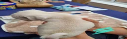 Pug dogs for sale: 5 pug pups for sale - Advert 3