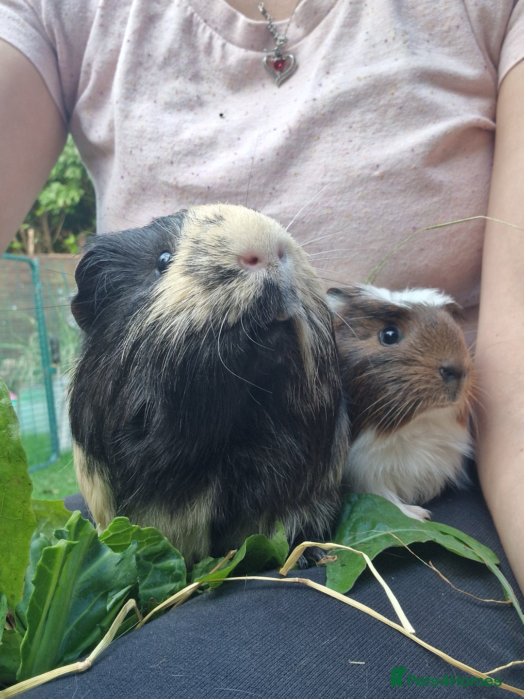 Guinea Pig rodents for sale: Handsome crested agouti shelte breed  - Image 7