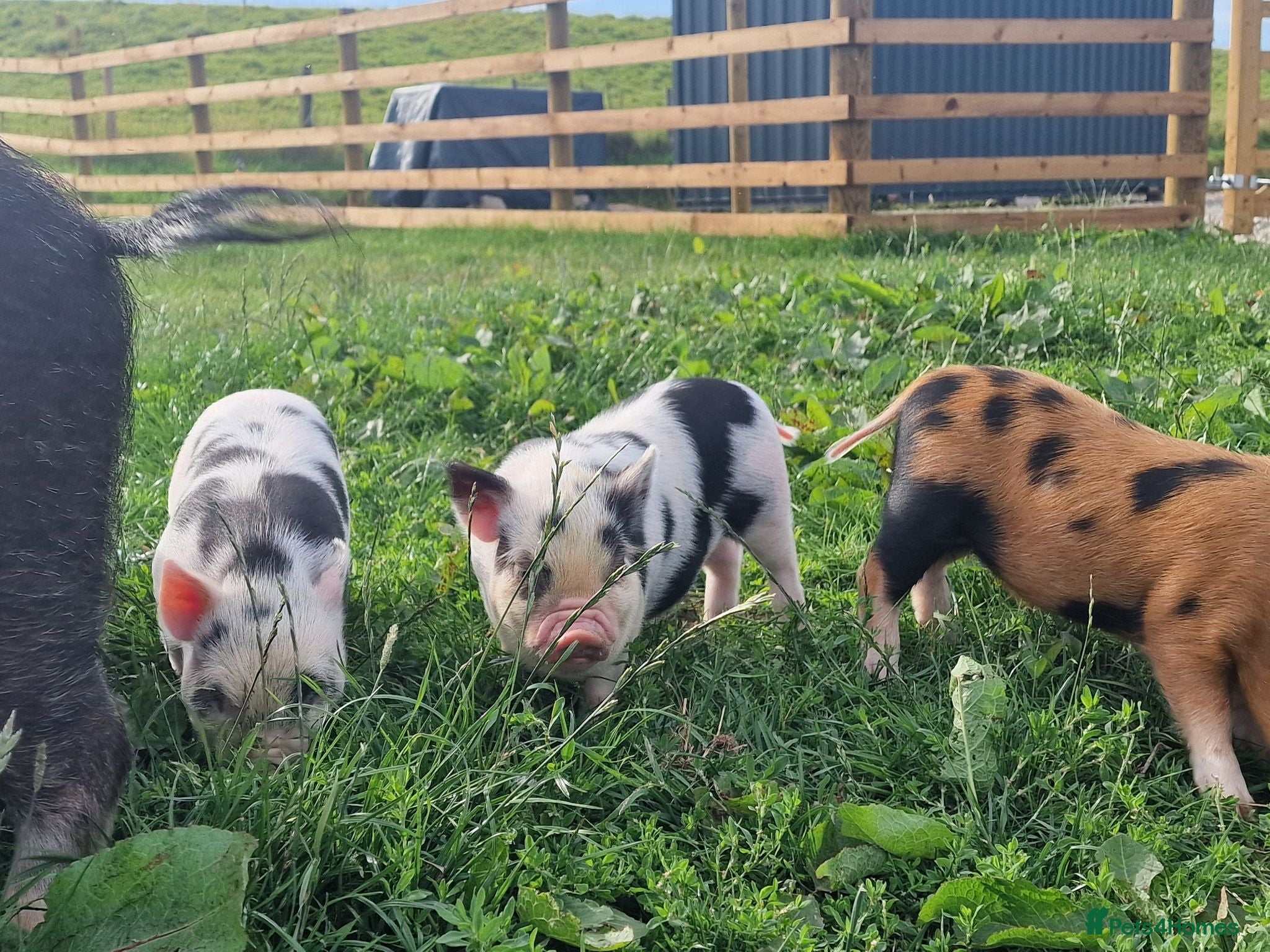 Pig livestock Super cute micro/mini and juliana pigs - Advert 1