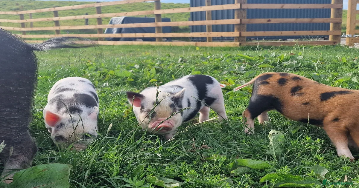 micro-pig-livestock-for-sale-pets4homes