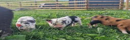 Pig livestock for sale: Super cute micro/mini and juliana pigs - Advert 1