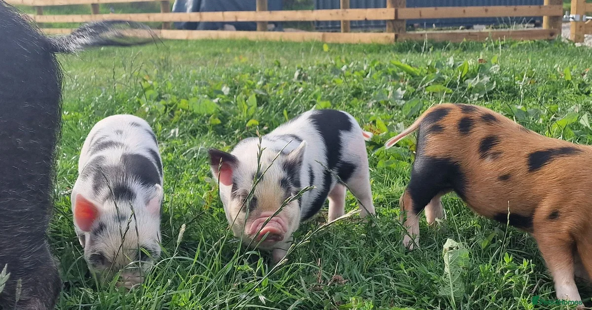 Micro Pig Livestock For Sale Pets4Homes micro-pig-livestock-for-sale-pets4homes
