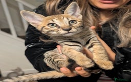 Savannah cats for sale: Savannah F6 female kitten Ready now  - Image 2