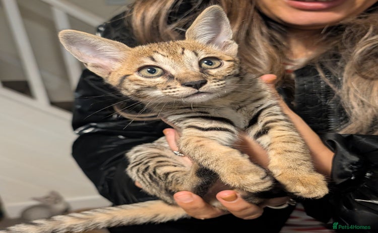 Savannah cats - Advert 4