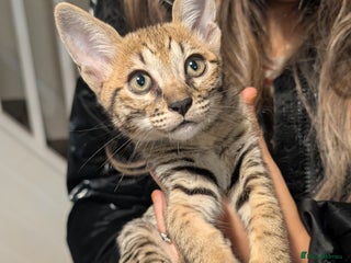 Savannah cats - Advert 1